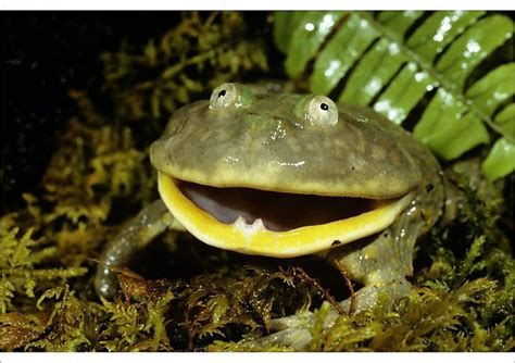  Budgett's Frog: A Tiny Amphibian Mastermind Hiding Amongst Giant Leaves!