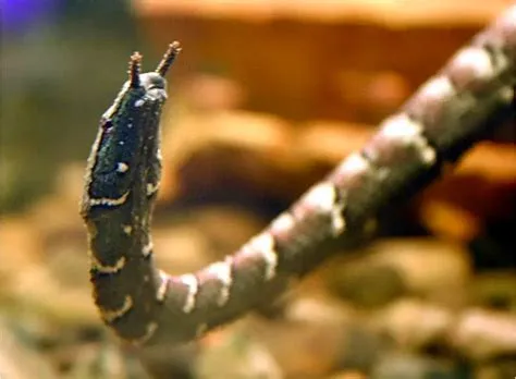  Gymnangium! A Tiny Underwater Enigma With Tentacles That Pack a Punch