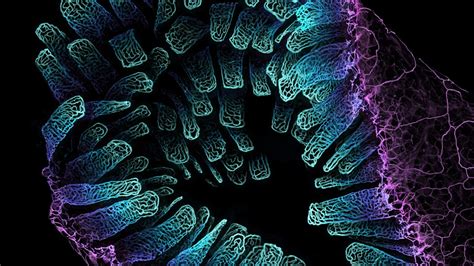  Understanding Uncinomyxa: This fascinating amoeboid genus showcases the hidden wonders of microscopic life!