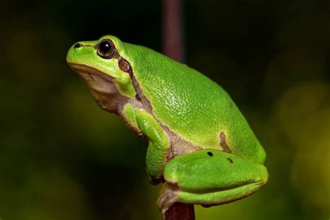  Unveiling the Understated Wonder: Exploring the Unique Characteristics of the Urogryphus Frog!