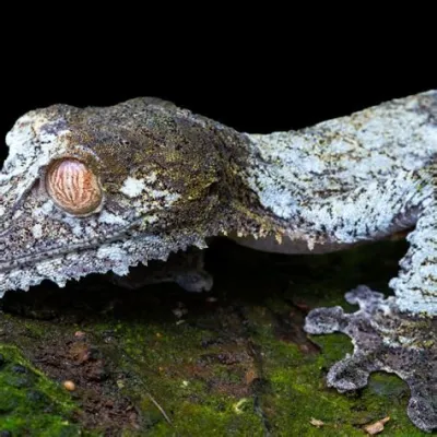  Velvet Gecko: A Master of Camouflage and Nocturnal Acrobatics!