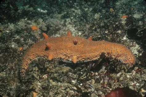  Warty Sea Cucumber - Can This Bottom-Dwelling Beast Truly Be A Vegetarian?