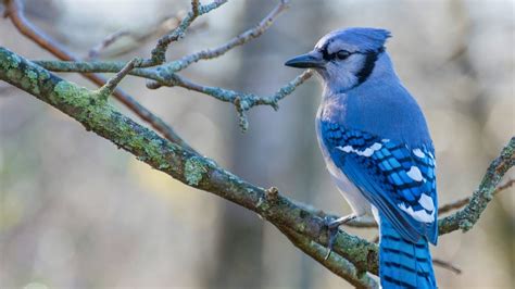  Blue Jay! A Colorful Bird Known for its Bold Personality and Remarkable Mimicry Skills