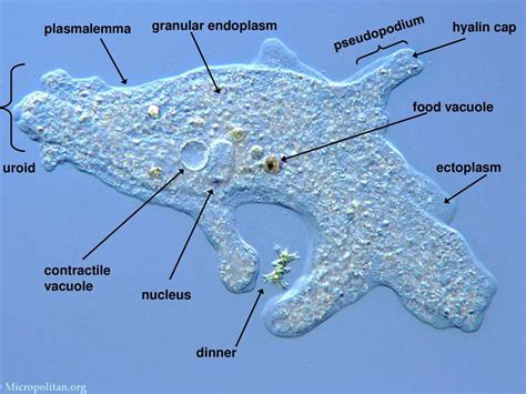 Bubblesnails: Are These Microscopic Amoebas Secretly Underwater Acrobats?