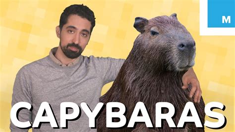  Capybara: A Rodent so Chill it Makes Sloths Look Stressed!