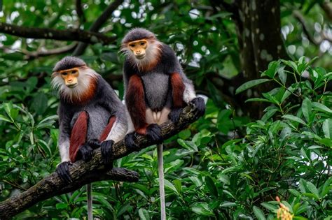  Douc Langur: Can These Agile Acrobatics Masters Really Communicate Through Scent?