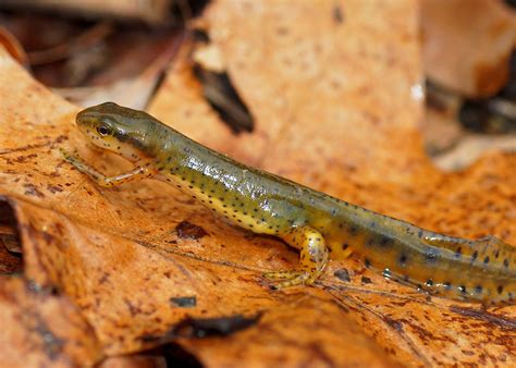  Eastern Newt - A Master of Transformation Hiding In Plain Sight!