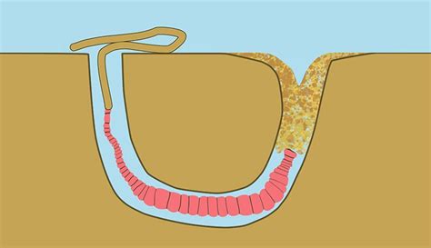 Eunicidae Worms: Unearthing the Secrets of These Sand-Burrowing Carnivores!