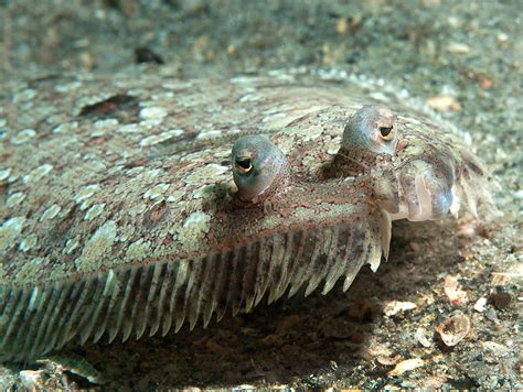  Flatfish: A Master of Disguise Hiding in Plain Sight!