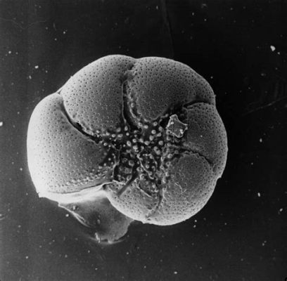  Foraminifera: Unearthing Microscopic Masters of Shell-Building Architecture!