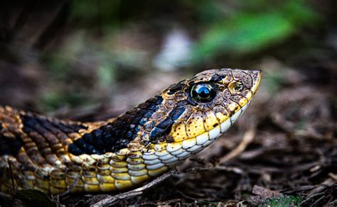 Hognose Snake! A Truly Exceptional Reptile With Adorable Upturned Snouts and Fascinating Defensive Behaviors