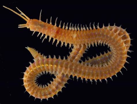  Hydroid Polychaetes: Tiny Dwellers That Blur the Lines Between Plant and Animal!