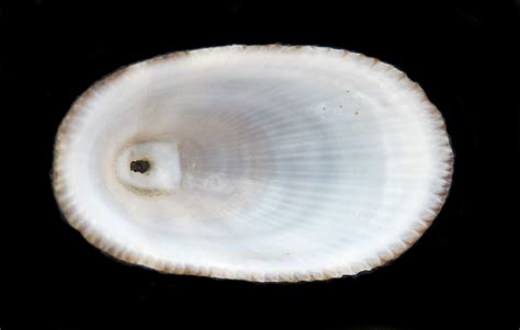 Keyhole Limpet: These Amazing Creatures With Their Remarkable Shells Can Live for Centuries Underneath Rocky Coastlines!