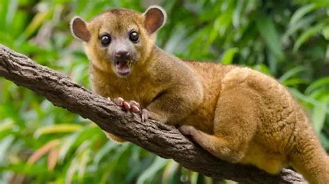 Kinkajou: Experience the Exotic Charm of a Nocturnal Rainforest Acrobat!