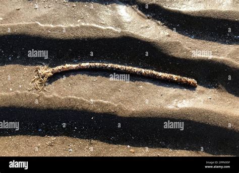 Lanice conchilega: Burrowing Beneath the Waves! Discovering the Fascinating Lifestyle of This Clam Worm