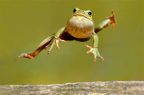  Leopard Frogs: A Tiny Amphibian that Can Leap Incredible Distances!