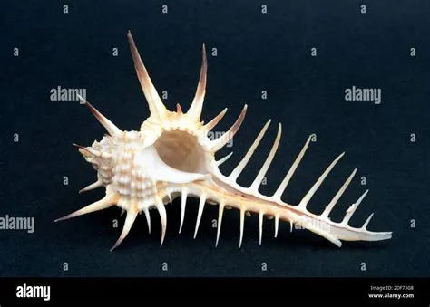  Murex Shell: A Carnivorous Mollusk With Elegant Spines Lives an Underwater Existence