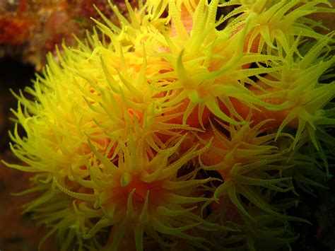  Orange Cup Coral: Living Jewels Hiding in Plain Sight! This vibrantly-hued marine creature blooms with color, showcasing intricate patterns and delicate skeletal structures that defy easy categorization within the vast tapestry of marine life.