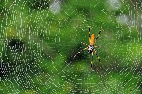  Orbweaver: Weaving Intricate Silk Masterpieces While Hunting Nocturnal Prey!