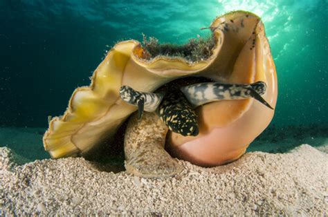  Queen Conch! Discover This Majestic Gastropod With Its Striking Shell and Fascinating Feeding Habits