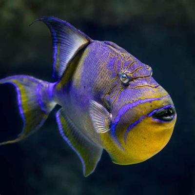 Queen Triggerfish! A Colorful Creature That Calls Coral Reefs Home and Exhibits Unusual Feeding Habits!