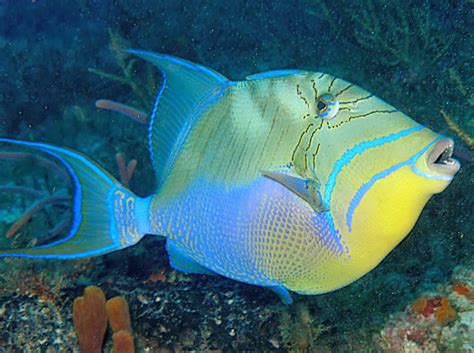  Queen Triggerfish: An Ocean Enigma With Scales That Shine Like Polished Gems!