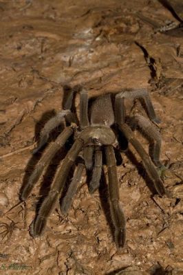 Queensland Whistling Tarantula: A Spider So Rare, It Might Just Sing You a Lullaby