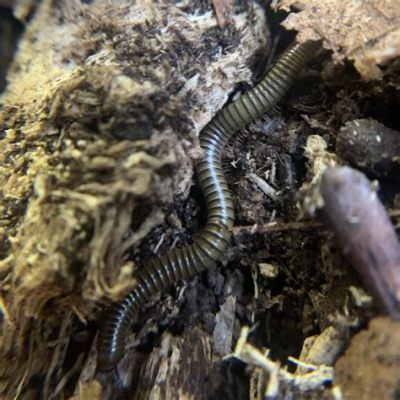  Questril Millipedes: Can These Slow-Moving Earth Dwellers Really Outwit Speedy Predators?