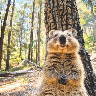 Quokka! These Adorable Marsupials Will Steal Your Heart With Their Selfie-Loving Smiles