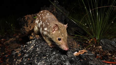  Quoll! These Agile Marsupials Are Masters of Stealthy Nocturnal Hunting