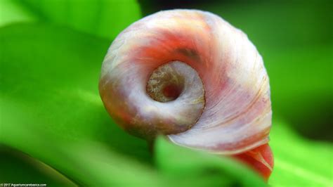 Rams Horn Snail - A Gastropod Wonder with Intricate Shell Patterns and Remarkable Adaptability!