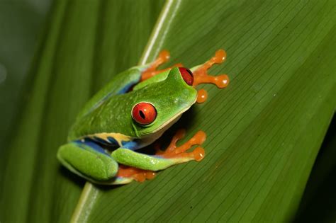 Red-Eyed Tree Frog:  A Master of Camouflage and Arboreal Acrobatics!