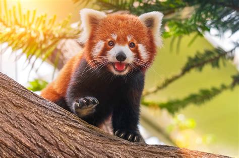 Red Panda: An Adorable Critter with a Tail Like a Question Mark?