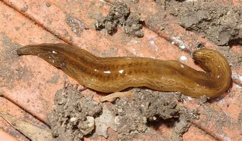 Rhynchodemus! A Tiny Freshwater Flatworm With A Remarkable Ability To Regenerate Its Entire Body From Fragments