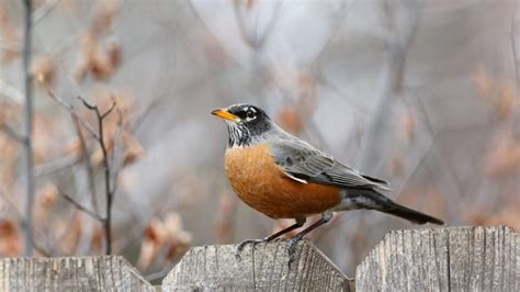  Robin: A Songbird Whose Melodious Tunes Echo Through Woodland Groves!