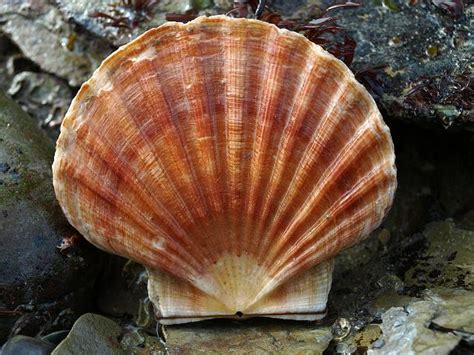  Scallop: A Curious Bivalve That Leaps Across the Seafloor! 