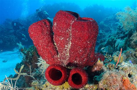  Strawberry Vase Sponge: A Vibrant Marine Oddity Hiding its Fierce Defense Mechanisms!