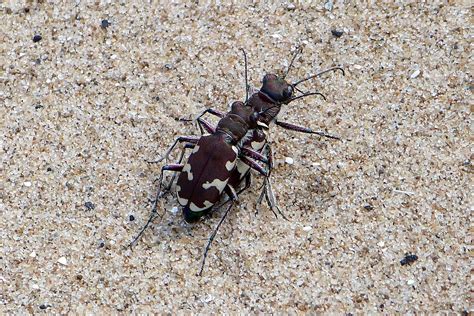  TIGER BEETLE! A Miniature Marvel Combining Exquisite Wing Cases With Incredible Strength