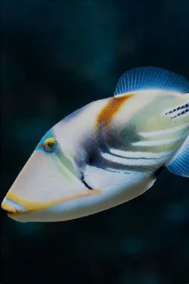 Triggerfish - A Delightfully Aggressive Saltwater Dweller Known for Its Bold Personality and Striking Coloration!