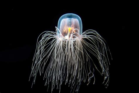  Turritopsis Dohrnii: This Tiny Jellyfish May Just Hold the Secret to Immortality!