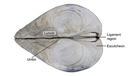  Umbo! A Bivalve Beauty That Will Shell-Shock Your World With its Exquisite Filtration Abilities