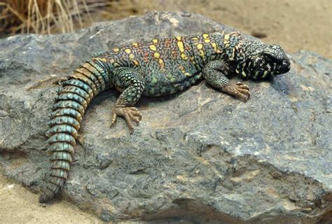  Uromastix! This Burrowing Lizard Has a Surprising Connection to Crustacea