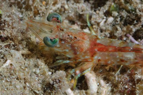 Velvet Shrimp: Are You Ready To Dive Deep Into The Secrets Of This Tiny Underwater Gem?