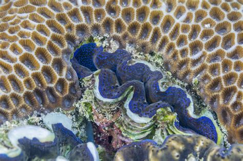 Venus Clam: A Majestic Master of Camouflage That Thrives in Shallow Seascapes!