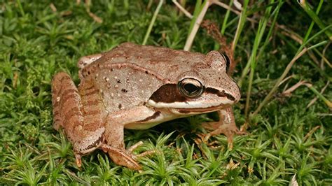 Wood Frog - A Tiny Amphibian That Can Freeze Solid and Still Survive!