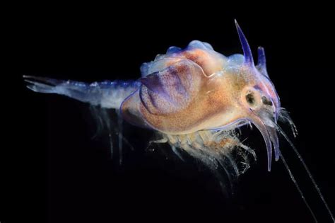  Woolly Shrimp: Can These Fuzzy Denizens of the Deep Truly Knit Underwater Blankets?