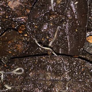  Xenodesmus!  A Miniature Locomotive Crawling Through Leaf Litter