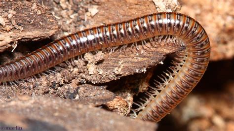 Xylosoma! A Millipede Masterpiece Exhibiting Stunning Segmentation and Thriving Terrestrially