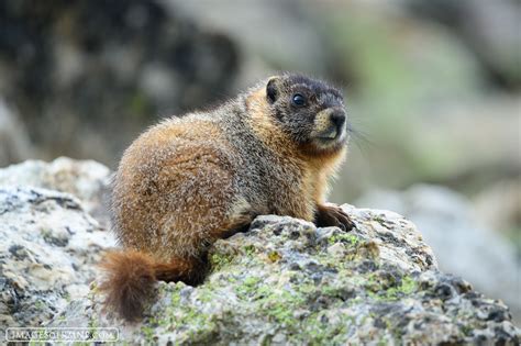 Yellow-Bellied Marmot: How Does This Adorable Burrowing Rodent Spend its Time Digging and Hibernating for Most of the Year?