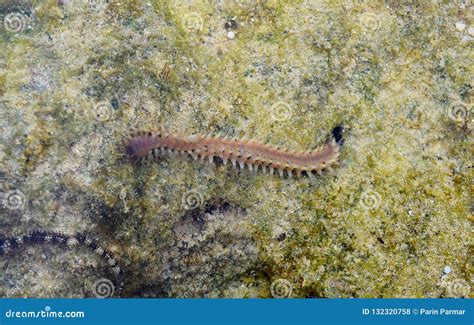  Yellowscale Bristleworm: A Tiny Terror Lurking in Intertidal Zones!